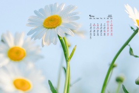 May 2021 fresh and elegant daisy desktop calendar wallpaper