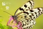 Twenty-four solar terms: Awakening of Insect pictures desktop wallpaper