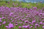 Willow verbena picture desktop wallpaper