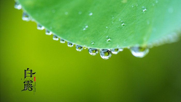 節氣白露清新護眼電腦壁紙