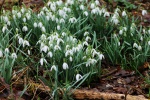 White snowdrop pictures desktop wallpaper