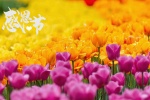 Thanksgiving charming tulips computer wallpaper pictures