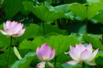 Lotus flowers in lotus pond pictures desktop wallpaper.