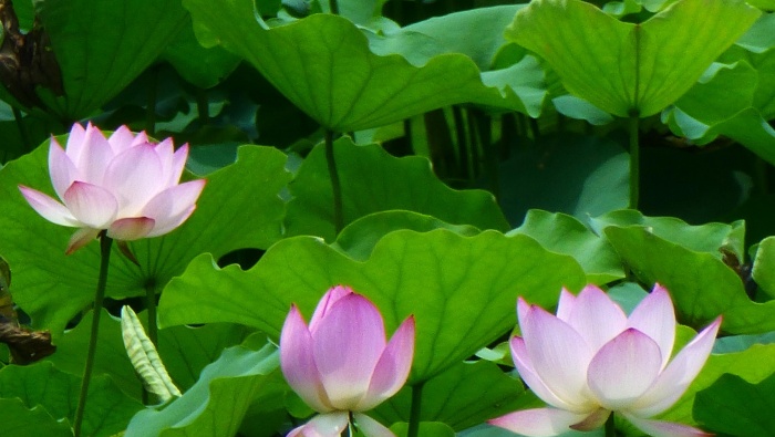 Lotus flowers in lotus pond pictures desktop wallpaper.