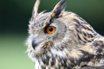 great horned owl pictures