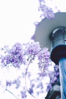 Wisteria flowers fresh wind HD wallpaper