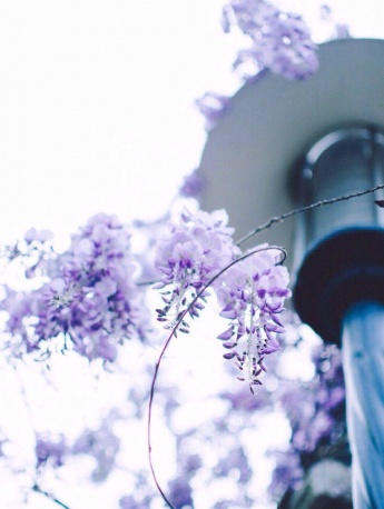 Wisteria flowers fresh wind HD wallpaper