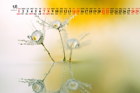 May 2022 Dandelion Desktop Calendar Wallpaper