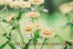 August 2021 small fresh flowers calendar wallpaper