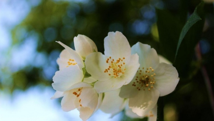 White jasmine pictures desktop wallpaper