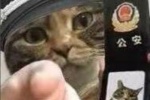 Kitten police funny emoticon picture