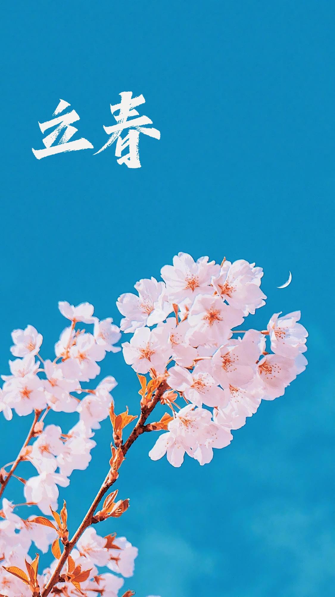 立春时节之花朵手机壁纸图片