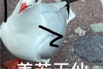 很熱門的海鳥帶字表情符號圖片