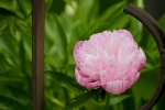 Beautiful peony flower pictures desktop wallpaper