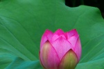 Lotus flowers in lotus pond pictures desktop wallpaper.