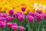 Thanksgiving charming tulips computer wallpaper pictures