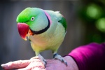 Cute red-collared green parrot pictures
