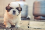 Cute puppy pictures desktop wallpaper