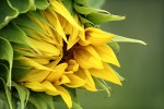 Golden sunflower pictures desktop wallpaper