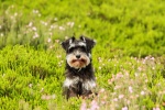 Cute and cute Schnauzer pictures