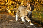 Cat running on the grass picture wallpaper