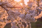 HD cherry blossom photography pictures desktop wallpaper