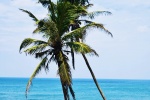 Coconut tree pictures desktop wallpaper