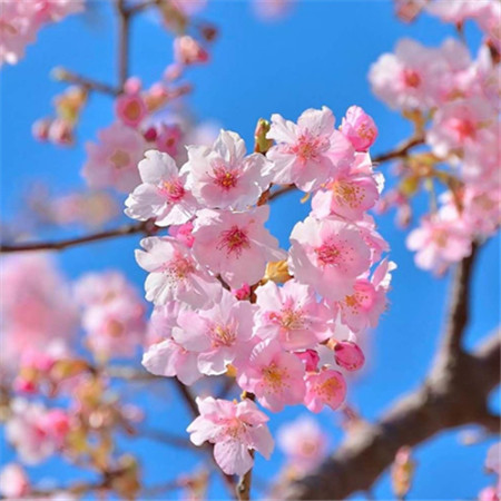 阳春三月桃花图片赏析