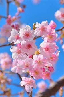 Appreciation of peach blossom pictures in March