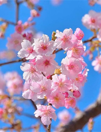 阳春三月桃花图片赏析