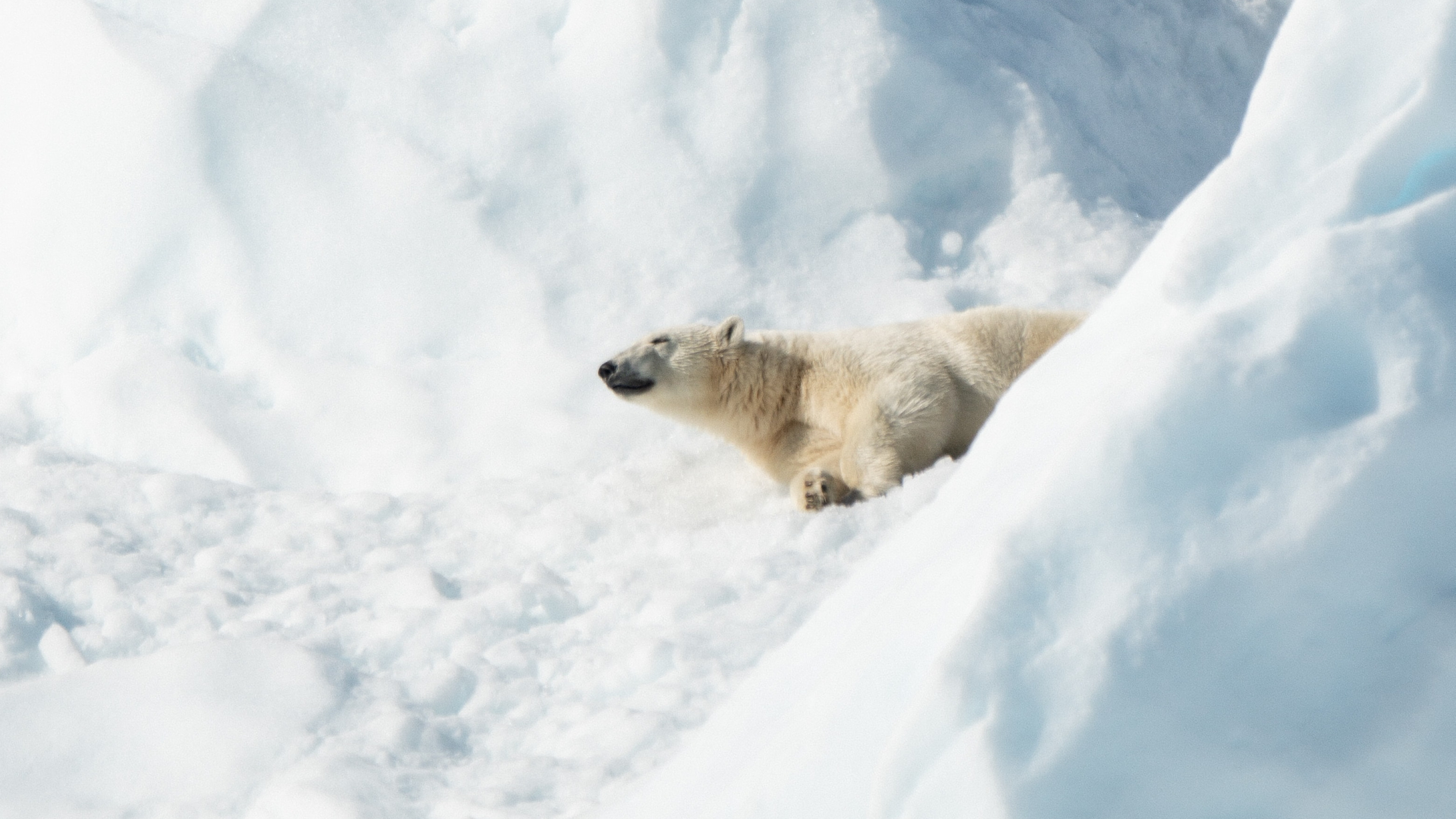 5米高北极熊-千图网