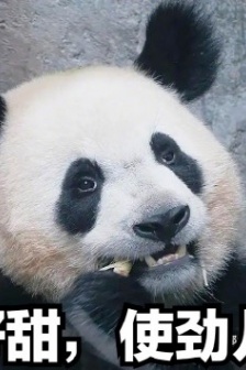 潦草的熊貓表情包總結