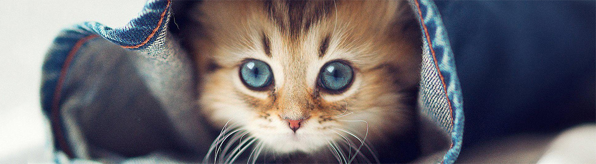 可爱手机壁纸大全