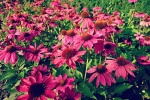HD echinacea pictures