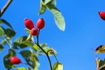 HD Rose Hip Picture Desktop Wallpaper