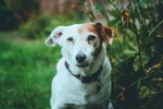 Jack Russell Terrier Pictures