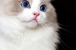 Ragdoll cat pictures