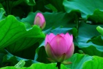 Lotus flowers in lotus pond pictures desktop wallpaper.