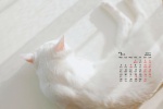 July 2021 Cute Cat Desktop Calendar Wallpaper