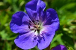 Geranium picture desktop wallpaper