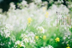 2022年1月清新淡雅花朵日曆壁紙