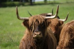 Long haired Scottish cow pictures