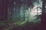 Quiet and beautiful forest scenery pictures wallpaper