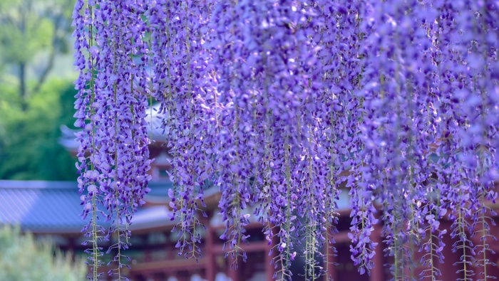 HD purple wisteria picture desktop wallpaper