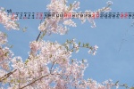 May 2022 pink cherry blossom desktop calendar wallpaper