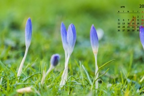 April 2021 Flowers and Plants HD Calendar Wallpaper