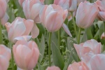 pink tulips pictures