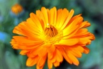 Orange marigold pictures
