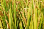 HD rice picture desktop wallpaper