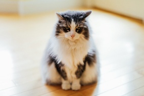 Cute and cute kitten pictures desktop wallpaper